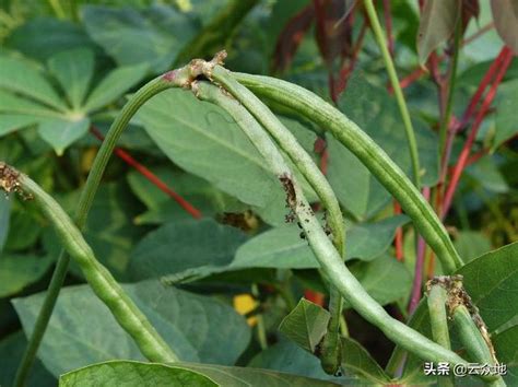 科学防治豇豆豆荚螟有技巧：治花不治荚，选对高效农药防治