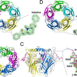 X Ray Crystal Structures Of AChBP From Capitella Teleta Ct AChBP