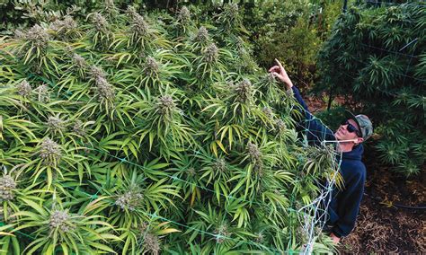 Highest Yielding Strains Of Cannabis Go BIG Or Go HOME Garden Of Green