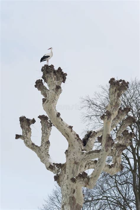 Stork In The Tree Stock Image Image Of Winter Natural 13510307