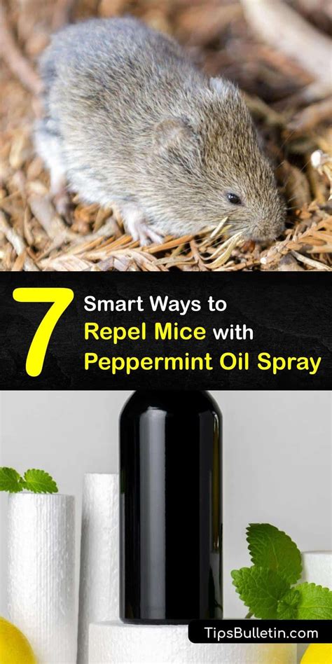 7 Smart Ways to Repel Mice with Peppermint Oil Spray in 2023 ...