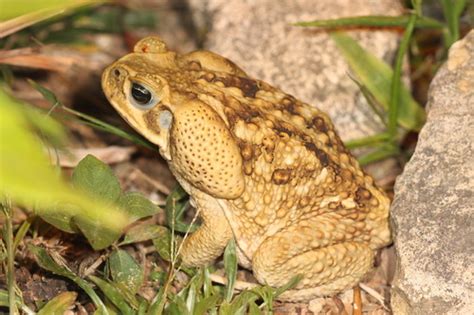 Sapo Gigante Rhinella Horribilis · Naturalista Mexico