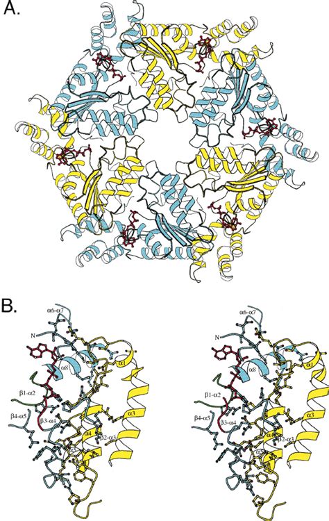 Nucleotide Binding By D A Stereo View Of The Refined F O F C