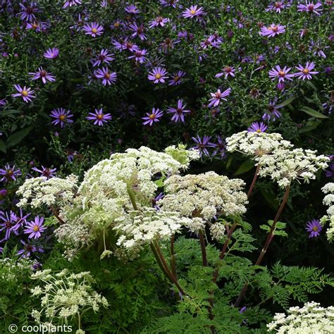 Selinum wallichianum - buy plants at Coolplants