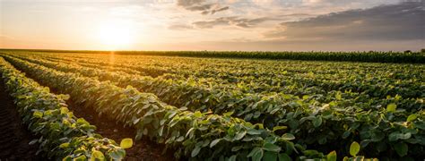 Meet The Wisconsin Soybean New Contestant Yield Contest Winner