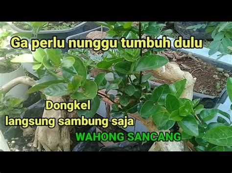 Cara Cepat Sambung Pohon Wahong Dengan Sancang Baru Dongkel Bonsai