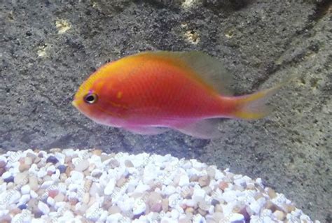 Fathead Sunburst Anthias Serranocirrhitus Latus Saltwater Fish For Sale