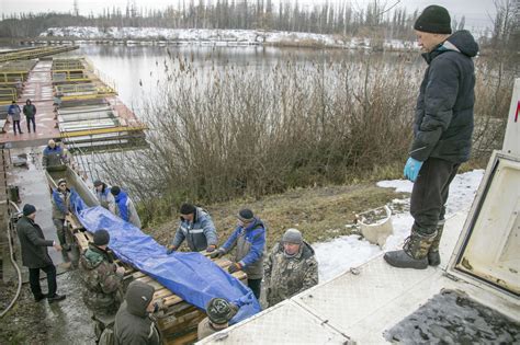 «Курская АЭС: более пяти тонн рыбы выпущено в акваторию водоема ...