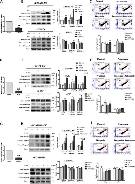 The combination treatment enhanced apoptosis is mediated by TNFα