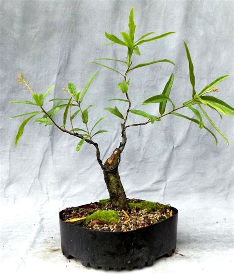 Trunk Building Oaks Bonsai South