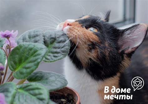 Защита рассады от кошек: лучшие методы