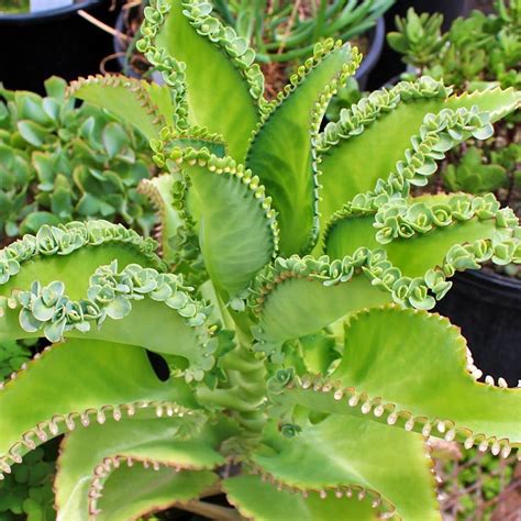 Kalanchoe Laetivirens Mother Of Thousands Mountain Crest Gardens