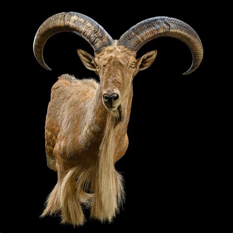 BARBARY SHEEP Taxidermy South Africa | Get BARBARY SHEEP Trophy Quote