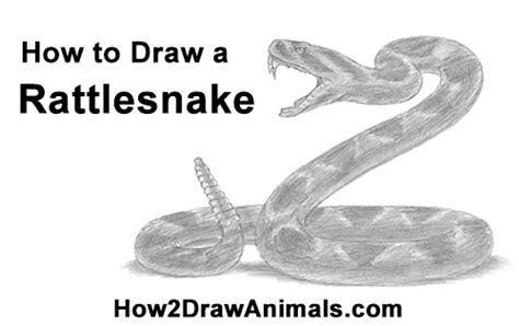 Coiled Rattlesnake Drawing At Explore Collection