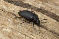 Common Black Ground Beetles | eHow