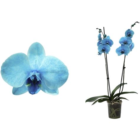 Orchidee Phalaenopsis Hybriden Royal Blue Lagoon Bl Te Zweifarbig