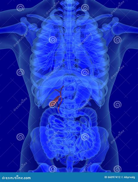 Anatomy Of Human Biliary System With Digestive Organs Stock