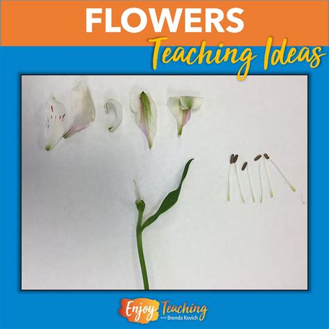 Flower Dissection Lab Activity Answer Key Best Flower Site