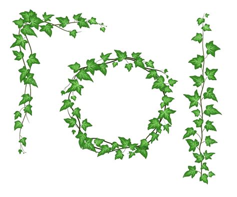 Cartoon Ivy Wreath On White Background Freshness Set Cartoon Vector