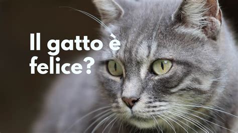 Il tuo gatto è felice Come capirlo al volo