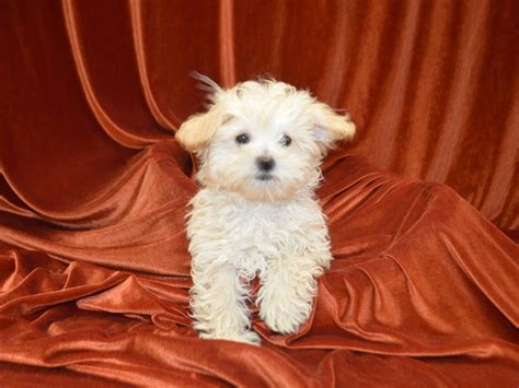 Maltipoo Dog Male Cream 4148577 Petland Dunwoody