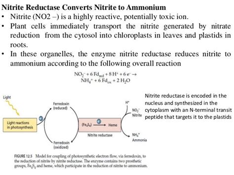 Nitrate Assimilation