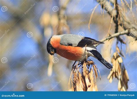 Bullfinch Sitting On A Branch In Winter Stock Photo Image Of Lichen