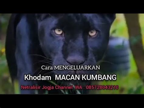 KHODAM MACAN KUMBANG Cara Memunculkan Spiritual Kumbang Viral