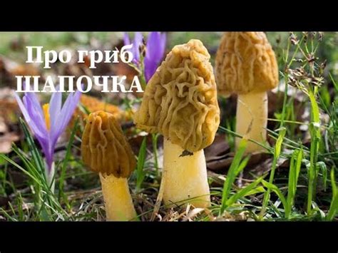 ЗМОРШКОВА ШАПОЧКА про гриб. - YouTube