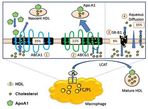 Nutrients Free Full Text The Role Of Omega 3 Fatty Acids In Reverse