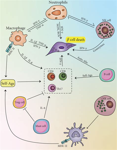 The Role Of Innate And Adaptive Immunity Systems And Induction In T1dm Download Scientific