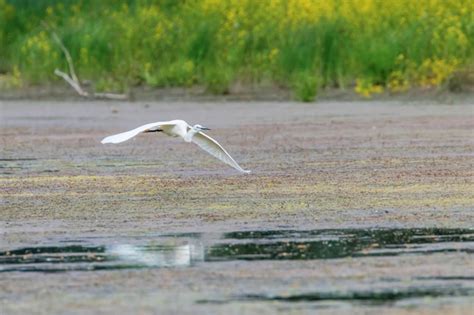 Garceta común en vuelo egretta garzetta garza blanca pequeña Foto Premium