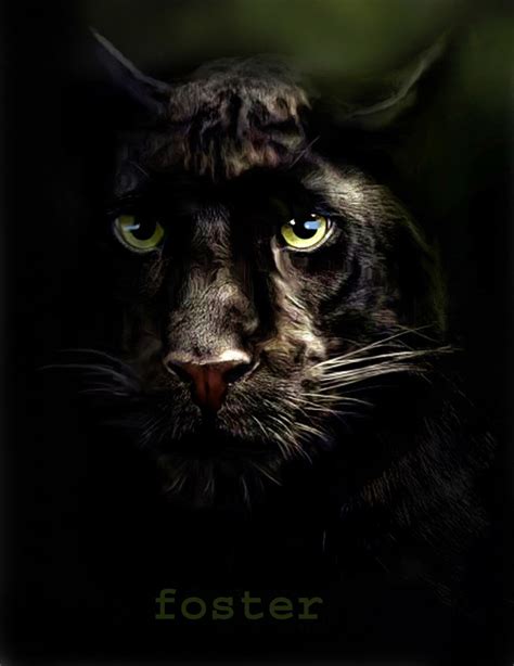 Black Panther Animal Images