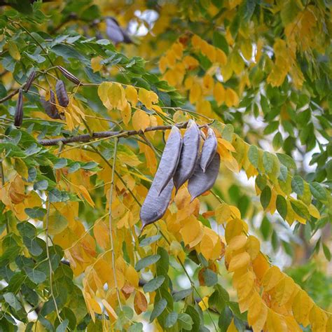 Buy affordable Kentucky Coffeetree trees at our online nursery - Arbor ...