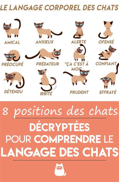 Comprendre Le Langage Des Chats Est Absolument Capital Si Vous