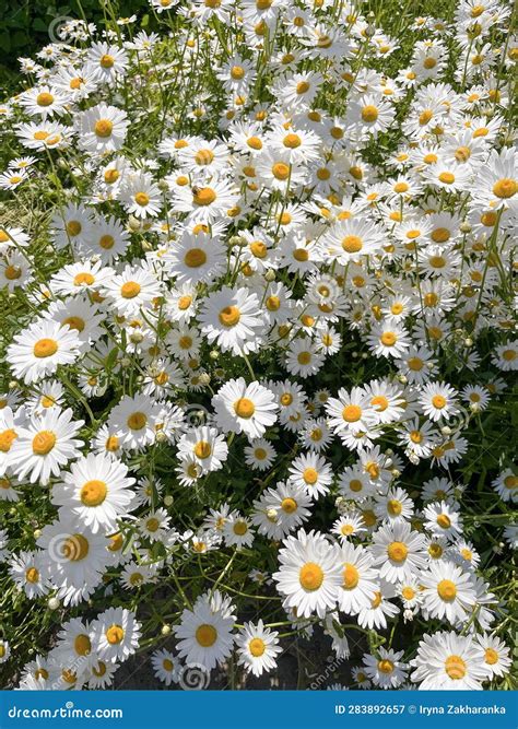 In Summer, Daisies Bloom Together in the Garden Stock Image - Image of