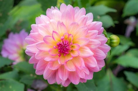 Premium Photo | Beautiful dahlia flower in the garden