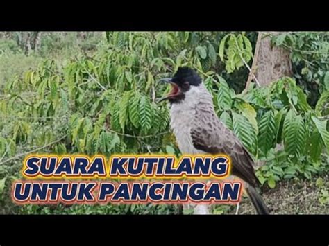 Suara Burung Kutilang Gacor Asli Tanpa Isian Ampun Untuk Suara