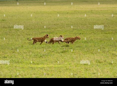 African Lion (Panthera leo) cubs playing on the open savannah in ...