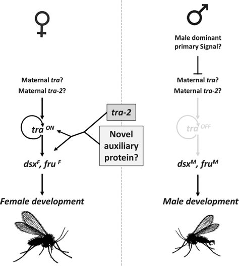 Model For Sex Determination In Sand Flies In Female Embryos A