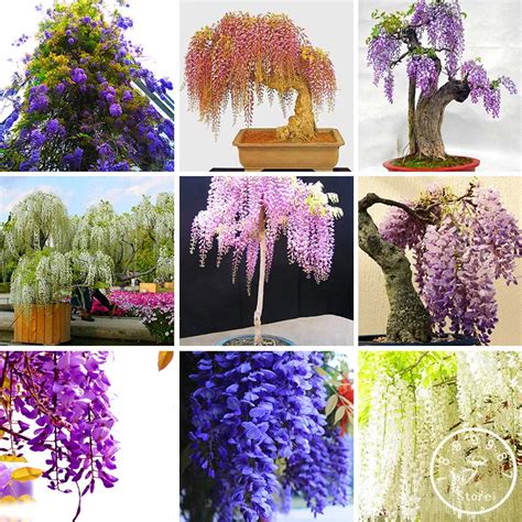 Big Sale Five Different Rare Mini Bonsai Wisteria Tree Garden Indoor