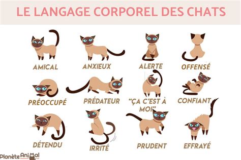 10 Conseils Pour Rendre Votre Chat Amoureux De Vous