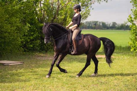 Sattel F R Traber Vom Rennpferd Zum Reitpferd