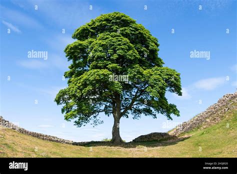 Hadrian Wall Sycamore Gap Hi Res Stock Photography And Images Alamy