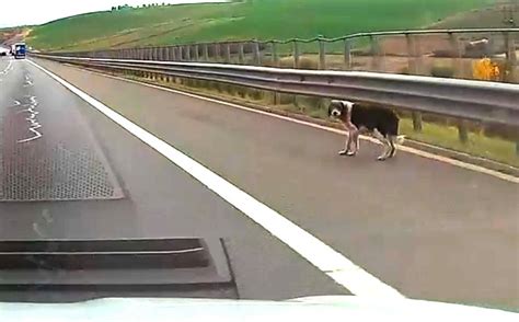 Ziua De Cluj C Ine Ciob Nesc Pe Autostrada Transilvania Direc Ia