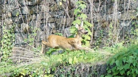 Un Capriolo In Trappola Alle Spalle Del Kinemax Di Gorizia Ha