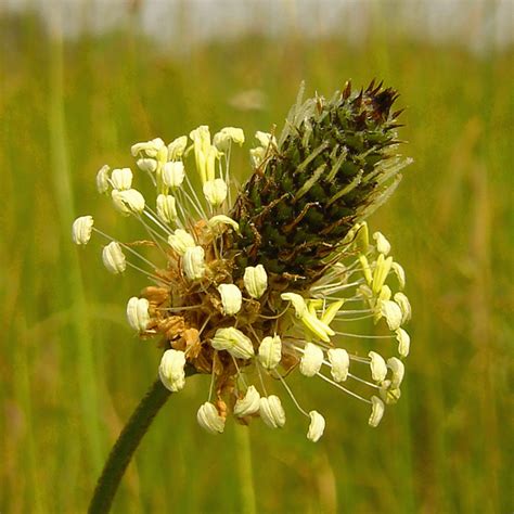 Spitzwegerich Plantago Lanceolata Samendirekt De