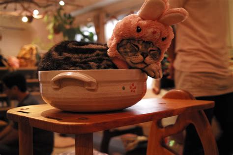 Kitty Cafes In Japan