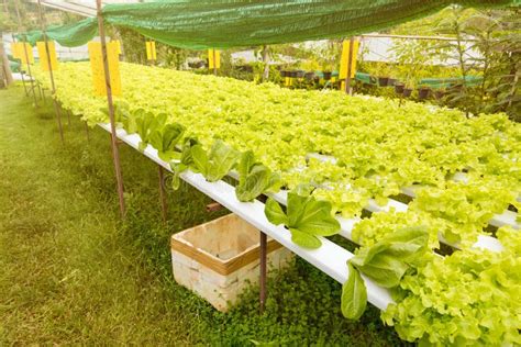 Hydroponics Green Vegetable Growing In The Nursery Agriculture Stock