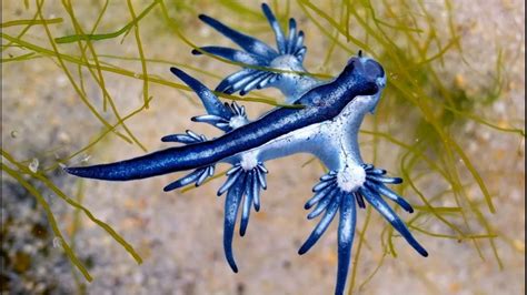 What is a blue dragon? Why are they on Galveston's beaches? | wfaa.com